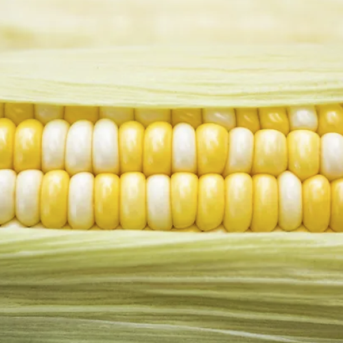 Alimentation vivante : Que penser des féculents ?