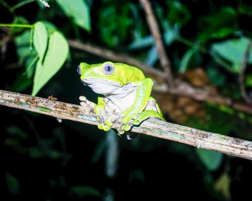 Hygiénisme : Les purges chamaniques